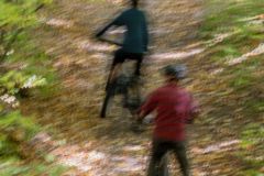 Forest Riding