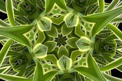 Spider Plant Web