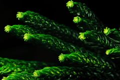 Spruce Tips