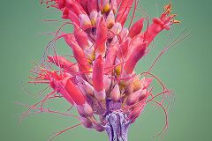 Ocotillo