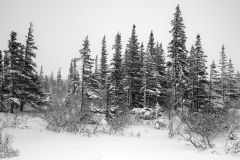 Bleak Boreal Forest