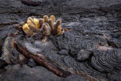 Lava Cactus Growing in Hardened Flow