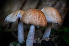 3 Mushrooms