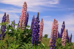 Lupins