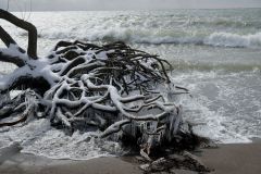 Icy Roots on Shore