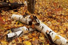 Broken Birch