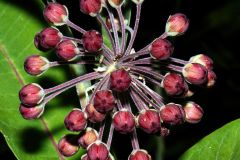 Common Milkweed