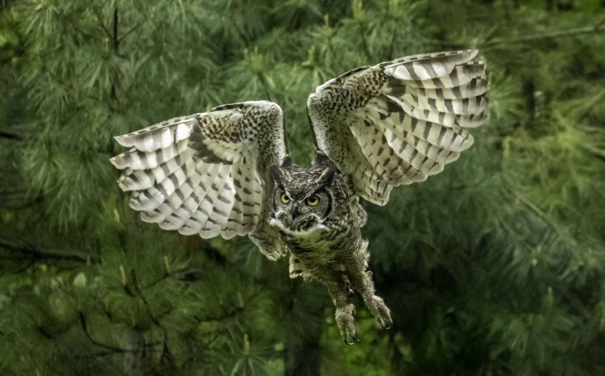 Lift Off - Great Horned Owl (Bubo Virginianus)