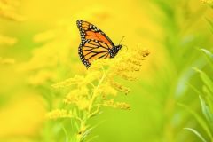Monarch