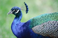 Peacock