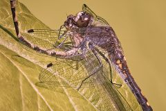 Dot-Tailed Whiteface Dragonfly with Dragonfly Prey