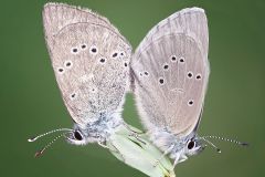 Silvery Blue Butterflies Mating