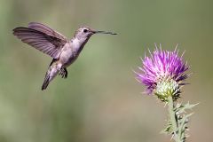 Black Chinned Hummingbird