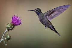 Blue Throated Mountain Gem