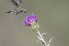 Broad Billed Hummingbird