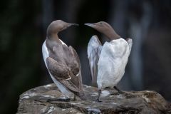 Common Murre