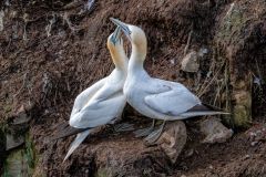 Gannets