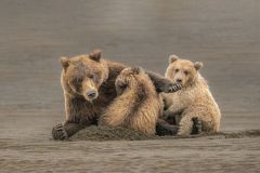 Grizzly Nursing Cubs