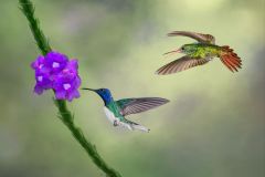 Rufous-Tailed Waiting for a Turn