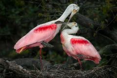 Roseate Spoonbills Mating Ritual