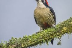Black Cheeked Woodpecker