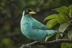 Honey Creeper Costa Rica