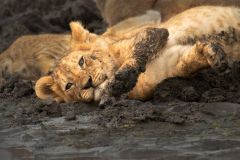 Lion Cub Cooling in Mud