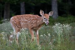 Young Fawn Grazing in Meadow