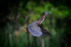 Green Heron