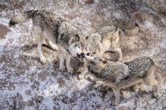 Grey Wolves Feeding