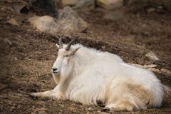 Mountain Goat at Rest