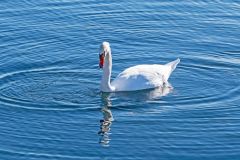 Swan in Motion