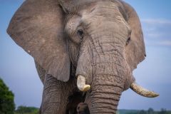 African Elephant