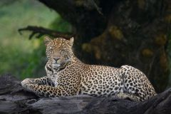 Leopard at Rest