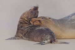 Protective Snooze