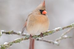 Northern Cardinal