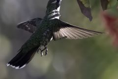 Emerald Hummingbird