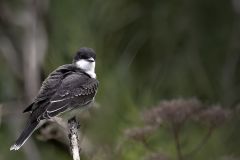 Tyrannus Tyrannus Eastern Kingbird