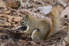 Red Squirrel Snack