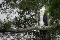 Osprey on the Watch