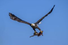 Bald Eagles with Marsh Hare
