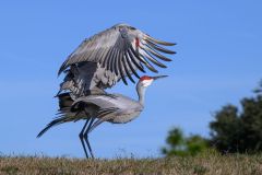 Mating Sandhill Cranes