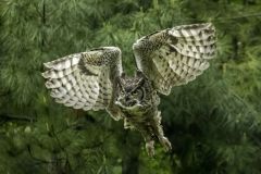 Lift Off - Great Horned Owl (Bubo Virginianus)