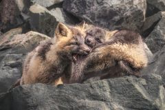 Red Fox Pups Play Fighting
