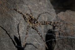 Fishing Spider