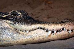 Alligator Face