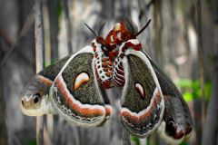 Cecropia Moths Mating