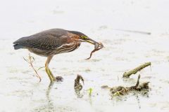 Green Heron