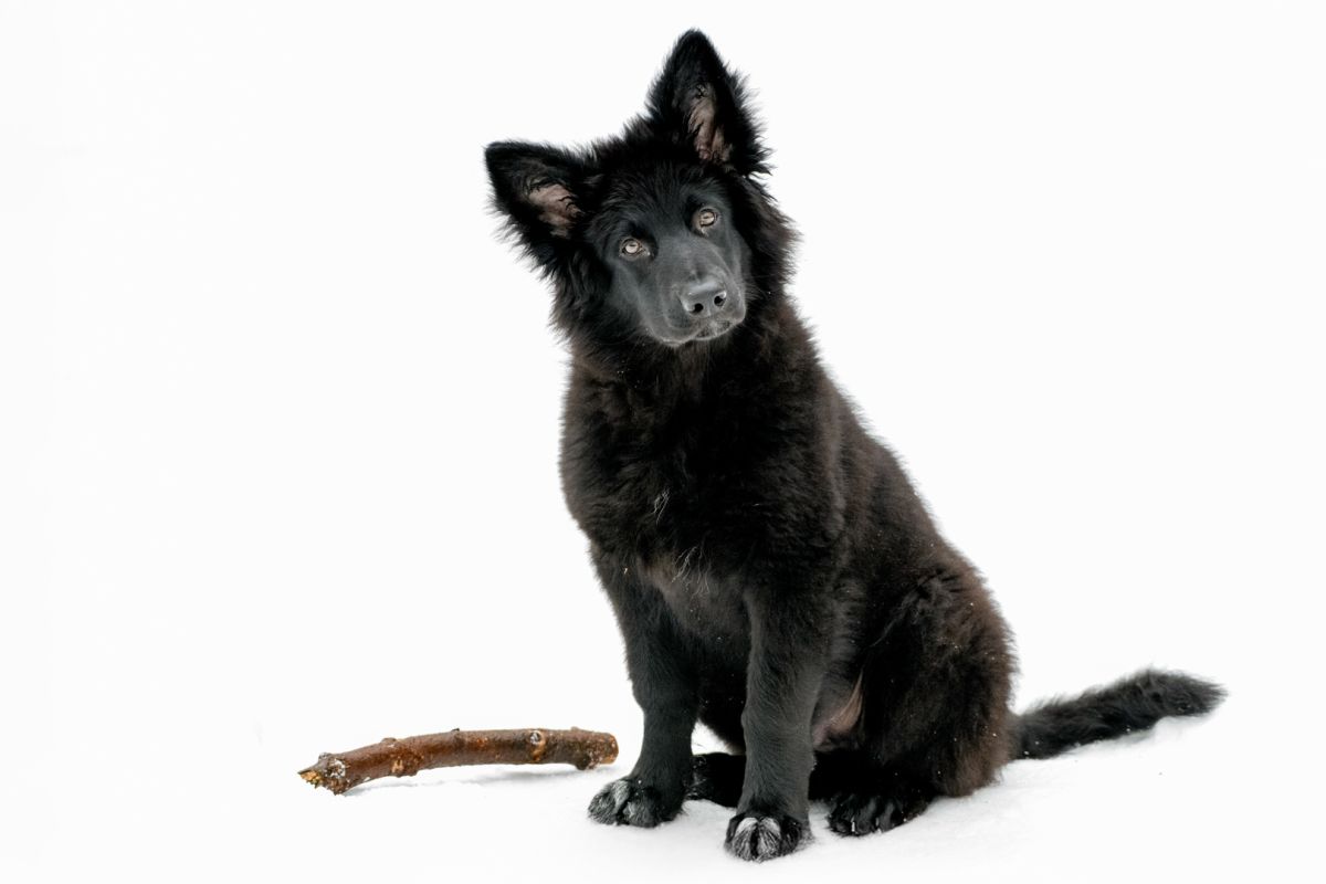Charlie the German Shepherd Pup in Winter