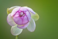 Sacred Pink Lotus